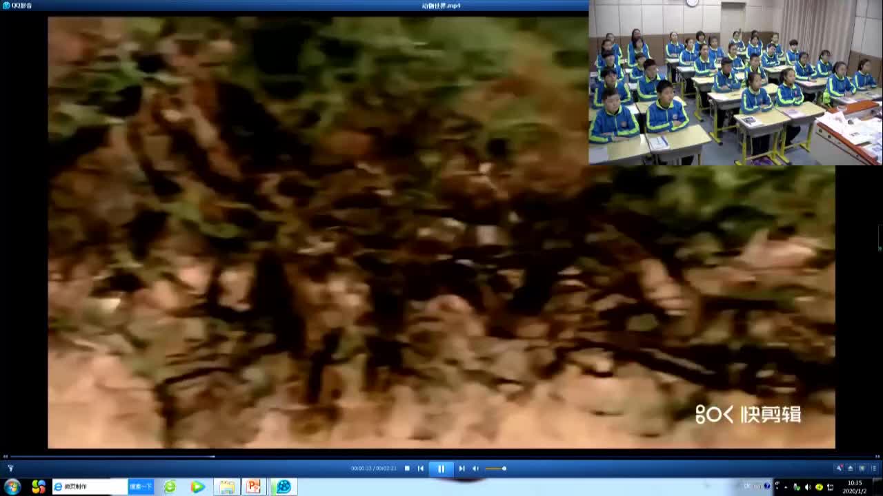 王东宁《动物与能量》