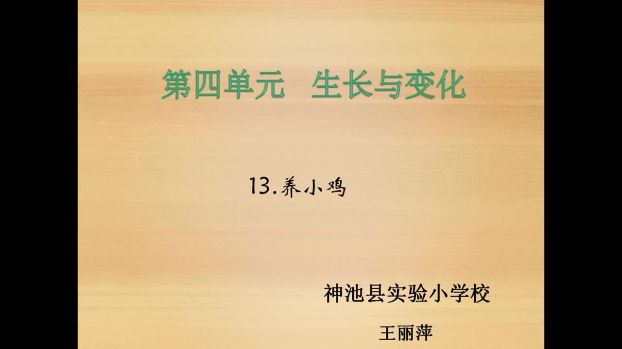 《养小鸡》第一课时 主讲人：王丽萍