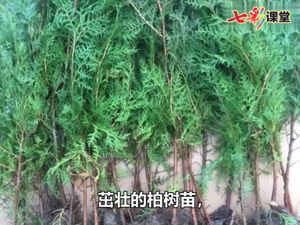 七彩-课文朗读-4-邓小平爷爷植树
