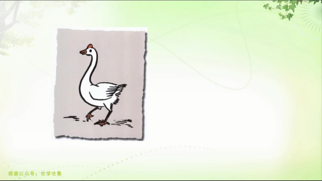 《白鹅》第一课时 主讲人:姚惠