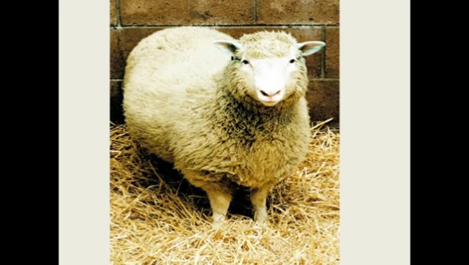 53e346352e0e4360aaaf083cb10682c4-db《基因控制生物的性状》（第二课时）b74b3e3f182465725de1d29dfd8871-ld