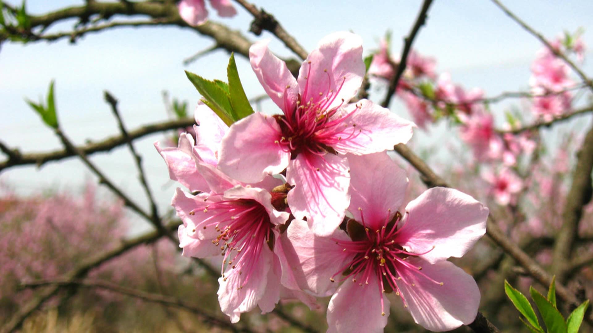 《语文园地六》第三课时 主讲:闫东霞